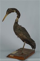 藏品(岩鷺)的圖片